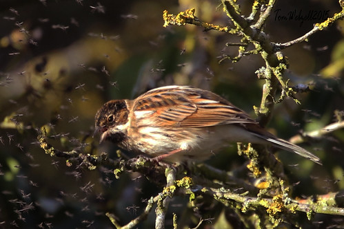 FLIES / SUN / SEWER WORKS / BIRDS!. | by tom webzell