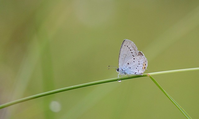 Zuidelijk staartblauwtje (Cupido alcetas, Provençal short-tailed blue)