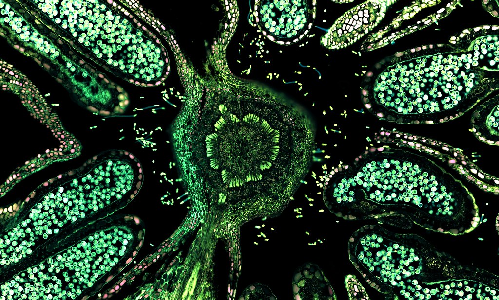 Hazelnut (male flower), overlay of 7 channel autofluorescence microscopy