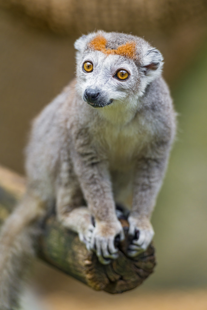 Crowned lemur on branch II | Another picture similar to what… | Flickr
