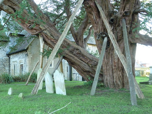 Ancient Yew (Berwick to Birling Gap) Ancient Yew Tree, Wilmington church
