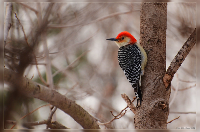 Red Bellied Woodpecker. Windsor, ON.