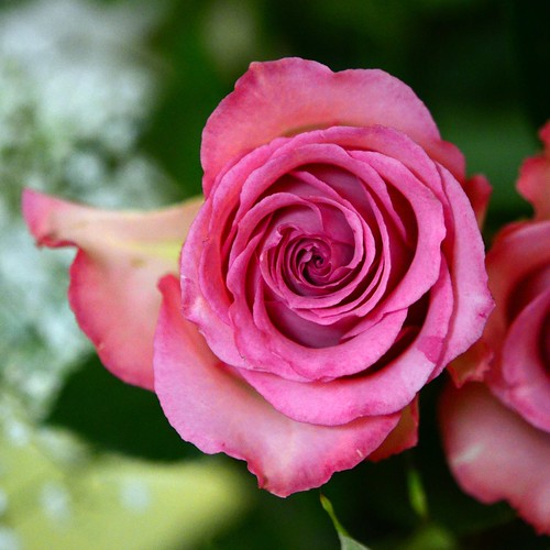 Pink Rose | slgckgc | Flickr