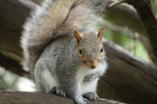 Squirrel | by Barry Mccalvey Design