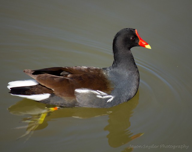 Red nose duck