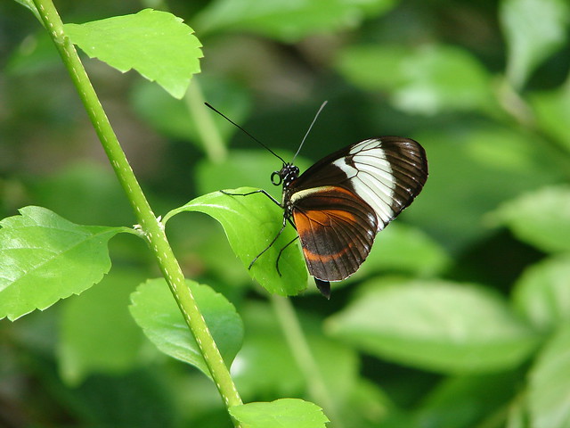 Heliconius cydno is a nymphalid butterfly commonly known as the Cydno Longwing