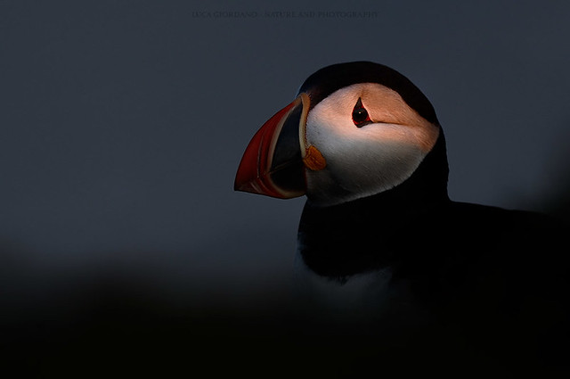 Atlantic puffin