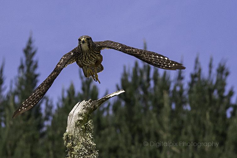 New Zealand Falcon - Kārearea