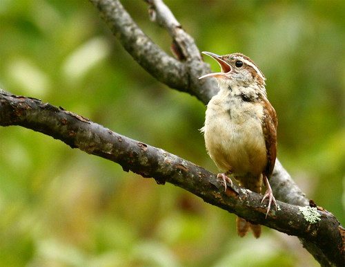 bird nature birdwatcher carolinawren thryothorusludovicianus backyardbirding naturewatcher newenglandbird