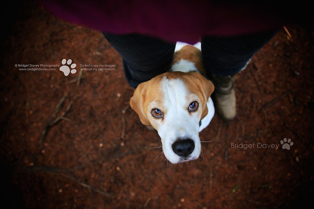 Porthos the Beagle | Dog and Pet Photography Bedfordshire