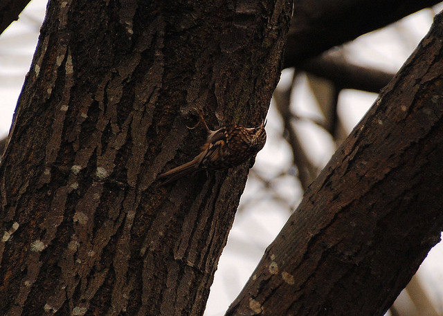 Tree Creeper River Clyde Gorbals Glasgow