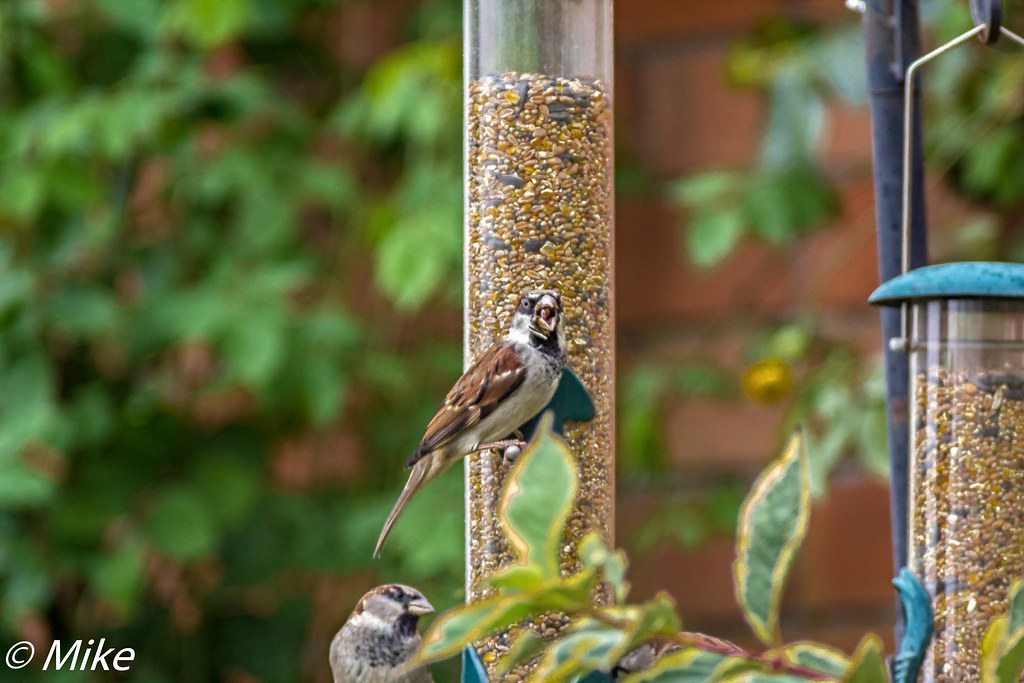 They filled the feeder!!