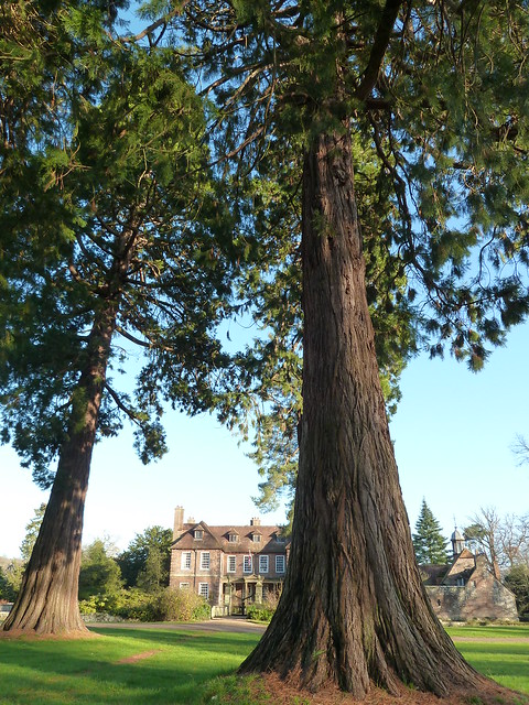 Redwoods at Groombridge (Eridge Circular) 'The existence of a manor at Groombridge was first recorded in 1286 when it belonged to the de Cobhams.' (English Heritage, list entry number: 1000933).