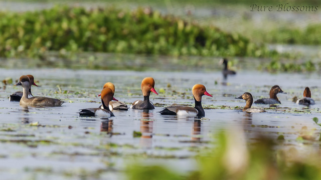 Red-Crested Pochard | Tufted Duck