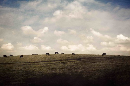 california clouds vintage cow nikon scenery cows zoom farm country hill simple minimalistic d7000