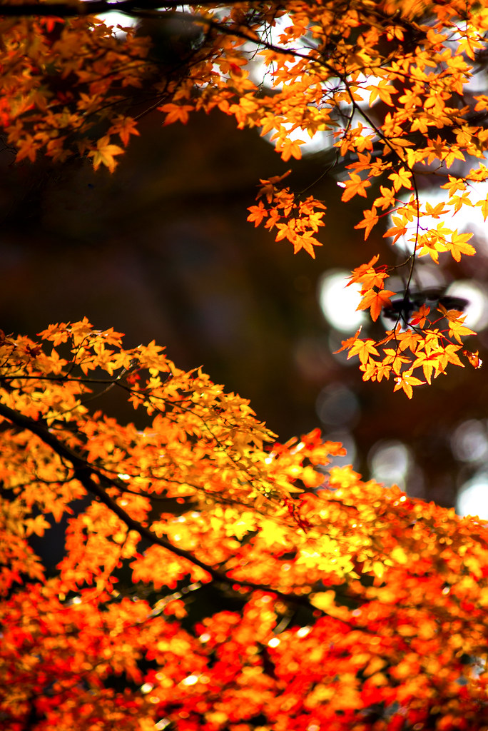 Red and Red 2 - Kyoto Kiyomizu Temple - | 紅と紅 - 京都 清水寺 - 紅色の… | Flickr