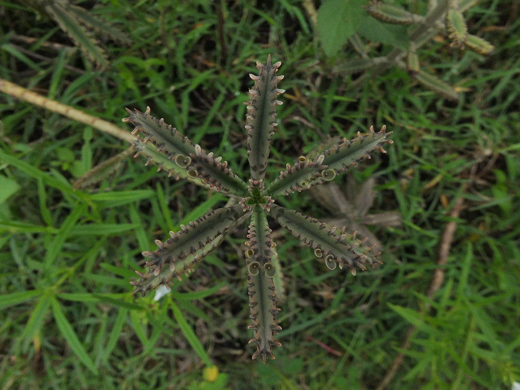 Kalanchoe tubiflora (3)