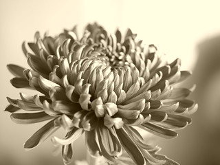 Chrysanthemum  [Explored]  Feb 03, 2015 | by Chenyueling