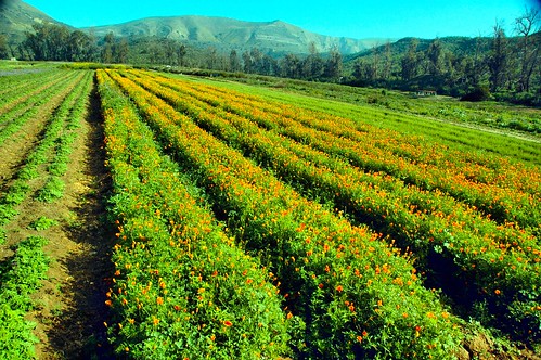 california morning flowers winter digital photo wildflowers irvine californiapoppies nativeseedfarm