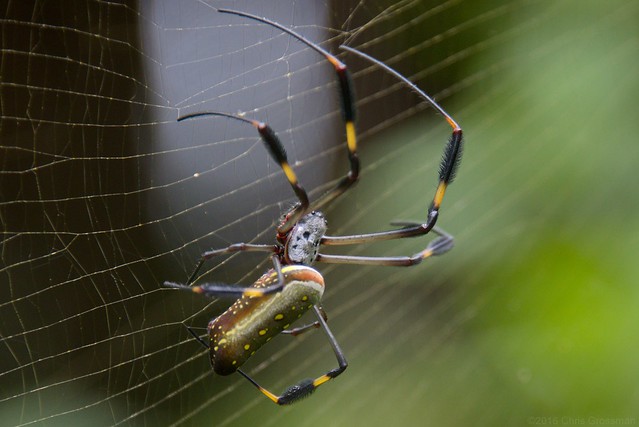Female Nephila clavipes (Golden Silk Orb-Weaver Spider) - Nikon D750 - AFS Nikkor 28-300mm 1:3.5-5.6G VR