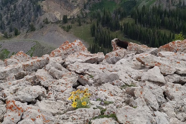 Spotting a marmot while walking around Mt Rendezvous