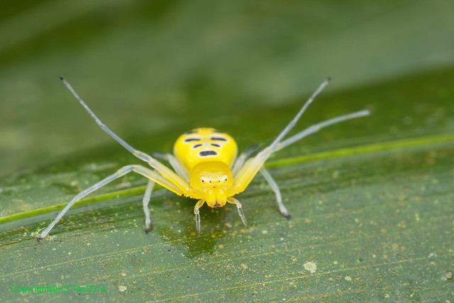 schönsten spinnen der welt - Platythomisus octomaculatus