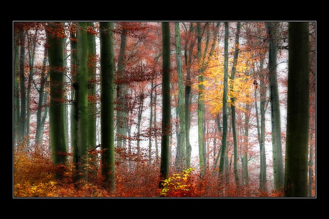 Herbstwald - Autumn forest.