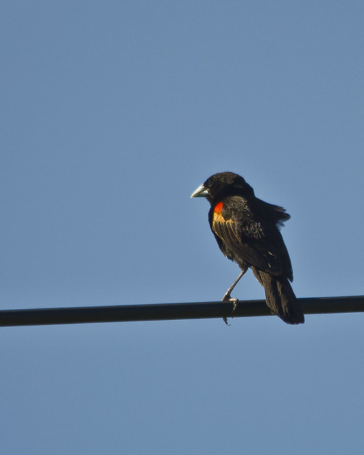 #253 Fan-tailed Widowbird