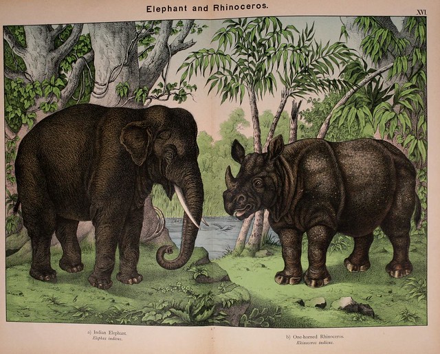 003-Natural history of the animal kingdom for the use of young people..- 1889-William Forsell Kirby