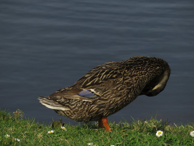 duck at South Lake in Golden Gate Park, San Francisco (2015)