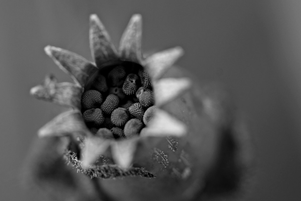 seed capsule