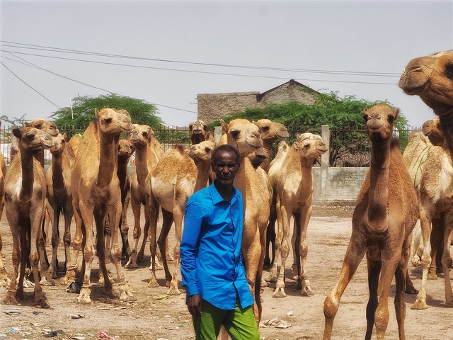Camel Market Hargeisa Somaliland