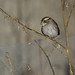 Flickr photo 'White-throated Sparrow, Zonotrichia albicollis (Gmelin, 1789)' by: Misenus1.