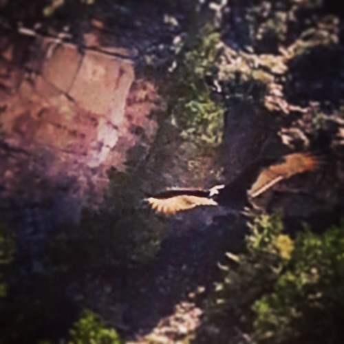 Condor over the canyon