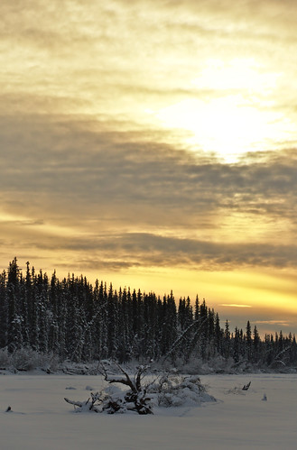 winter sky snow alaska forest frozen spruce boreal taiga tananariver