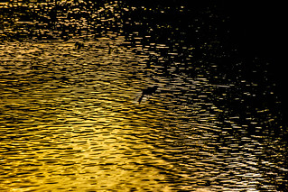 Bird at Sunset on Elk Horn Creek