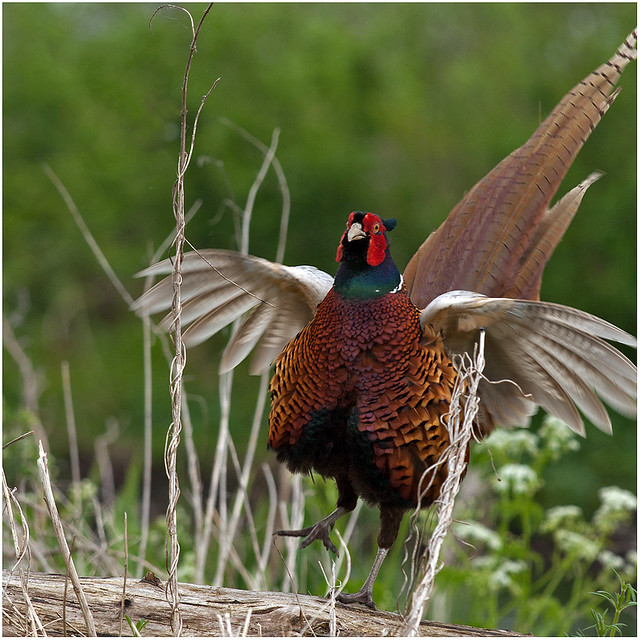 Fazant - Pheasant
