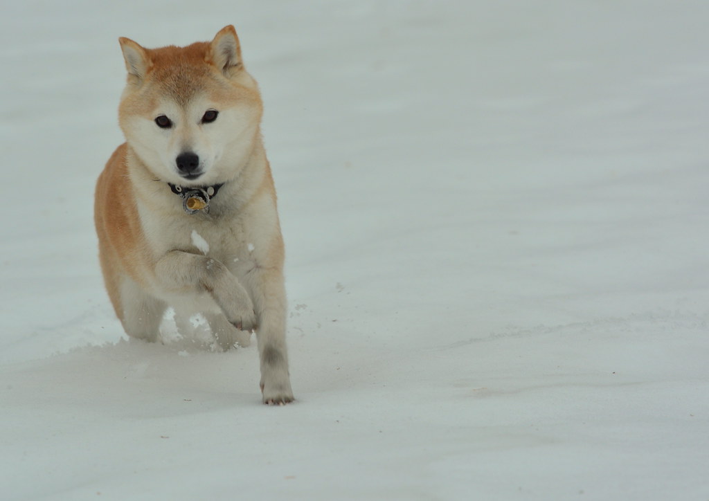 Shiba Inu running in the snow Nikon D7100, 70200mm f/2