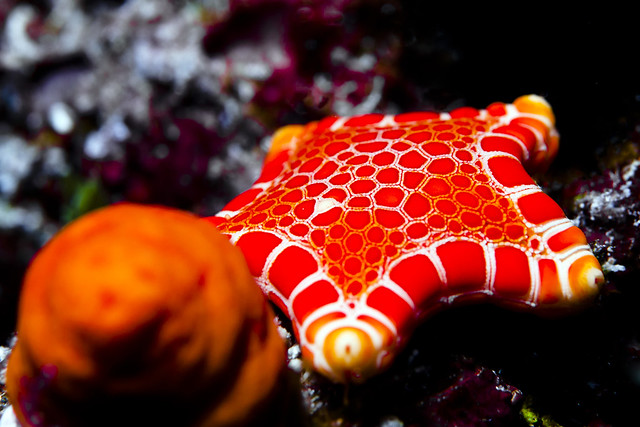 sea star-Tosia queenslandensis