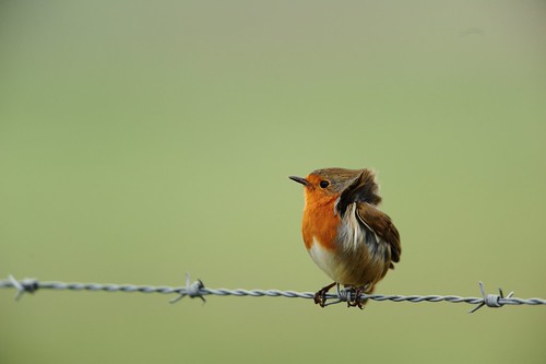 Wind in de veren | by Omroep Zeeland