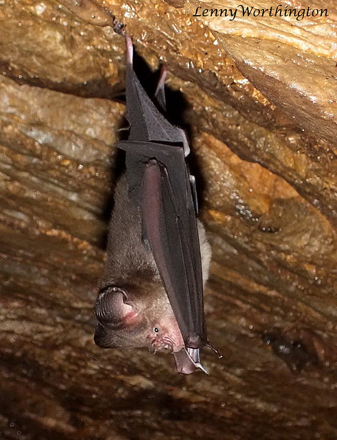 Roundleaf Bat Hipposideros sp.
