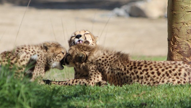 Cheetahs - Addison and two cubs - family clean up