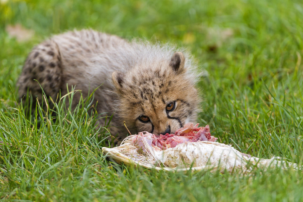 Baby Cheetahs Eating