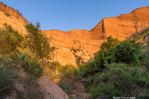 Red Rock Yucca by kevin-palmer, - <a href="http://www.kevin-palmer.com" rel="nofollow">www.kevin-palmer.com</a> - Yuccas and other p