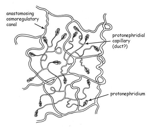 Protonephridia | tapewormPBI | Flickr