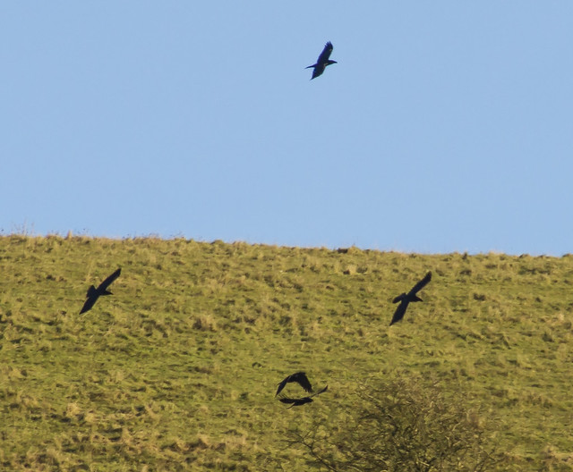 five ravens flying in formation