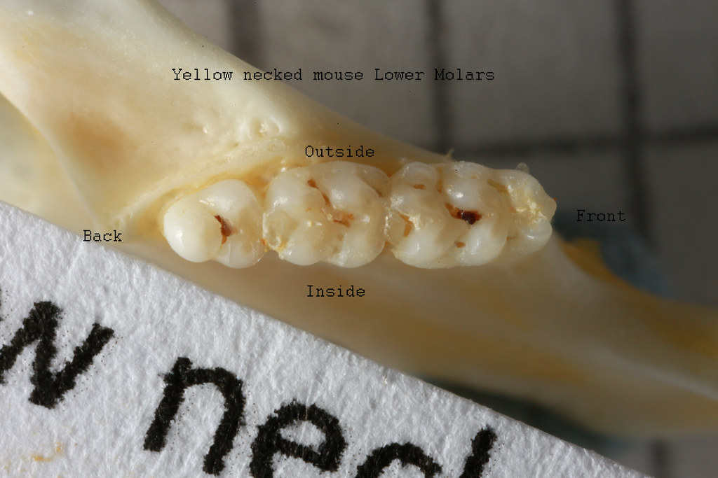 Normal Mouse Teeth Yellow necked mouse | Mouse teeth | John Rochester | Flickr