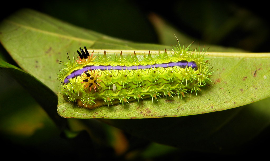 Stinging Nettle Slug Caterpillar (Cup Moth, Parasa pastora… | Flickr