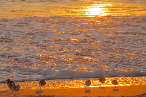 ocean beach birds sunrise dawn florida terns indialantic