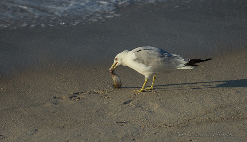 gull sunrise morning davispark beach ocean fish prey sand bird wildlife fireisland
